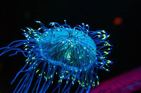 A bioluminescent jellyfish. Image courtesy of Chris Favero | Bioluminescence, Bioluminescent ...