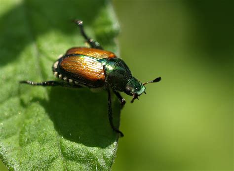 japanese beetle life cycle wisconsin - Imogene Durham