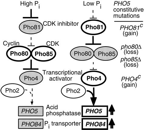 New Components of a System for Phosphate Accumulation and Polyphosphate ...