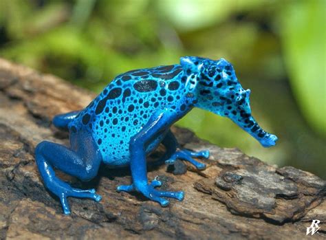 Seafrog - Beautiful Blue Rainforest Frog