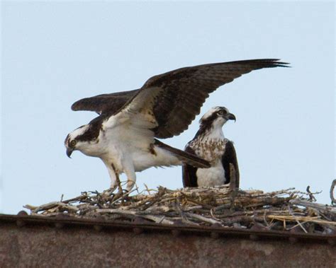 Nest-building Osprey