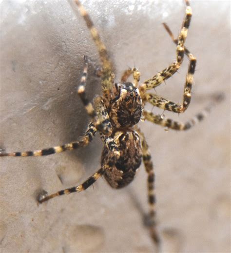 Dolomedes tenebrosus (Dark Fishing Spider) in Troy, Maine United States