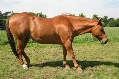 Founder in Horses: Causes, Symptoms, Treatment and Prevention | Mad Barn