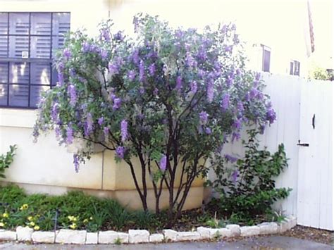 texas mountain laurel | Texas landscaping, Small trees, Xeriscape