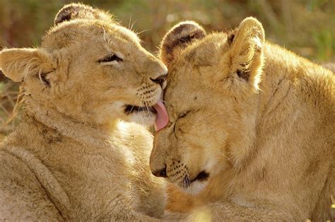 African Lion Cubs Photograph by Dr P. Marazzi/science Photo Library ...