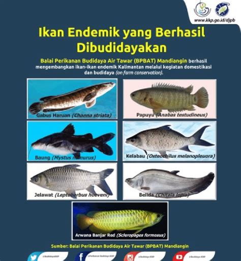 Gambar 8. Beberapa jenis ikan endemik Indonesia yang mulai dikembangkan... | Download Scientific ...