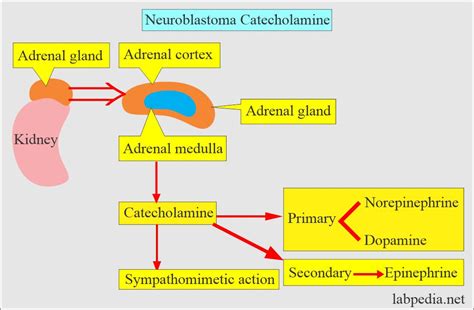 Urine 24 hours for VMA (Vanillylmandelic acid), Catecholamines (24 ...