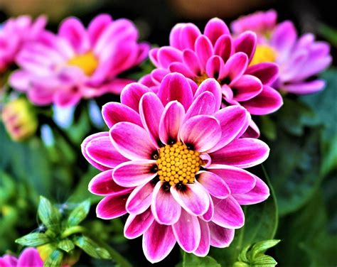 Free photo: Flowers, Petal, Flowering, Plants - Free Image on Pixabay - 2995263