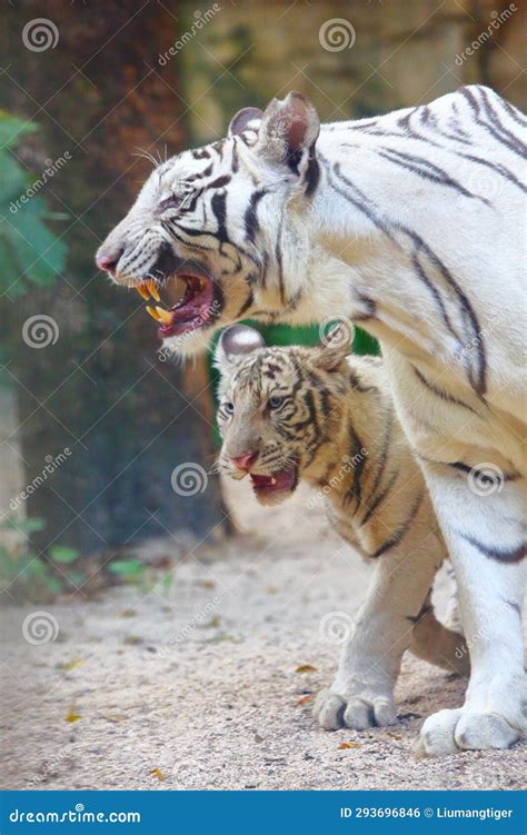 The Mother and Baby Bengal White Tigers Walking in the Zoo Stock Photo - Image of tigers, black ...