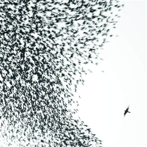 Wilco - Sky Blue Sky review by tedtimes - Album of The Year