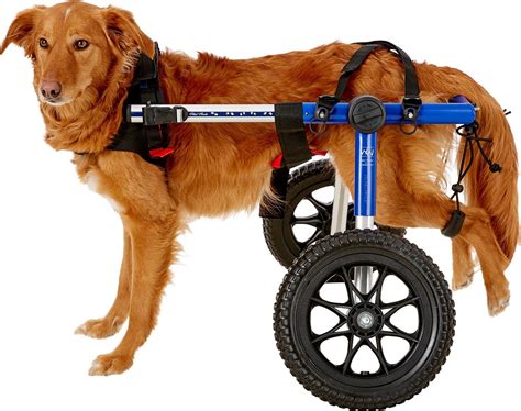 HandicappedPets Large Dog Wheelchair, Blue, 70-150 lbs, 14-16" leg - Chewy.com | Dog wheelchair ...