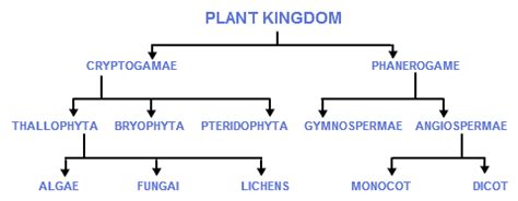 The Classification Of Plants | Plant classification, Evolution of ...