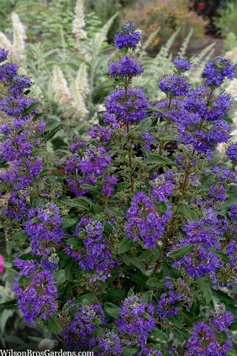 Buy 'Beyond Midnight' Blue Mist Shrub (Caryopteris) | Wilson Bros Gardens | 3 Gallon Pot for ...