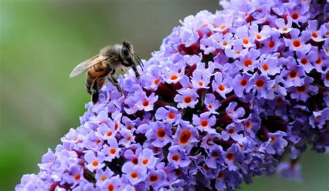 Best Wildflowers for Bees - Bee Real Honey