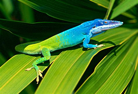 All About Blue Animals – Anole Annals