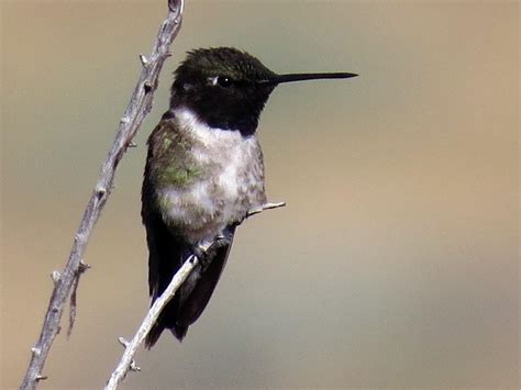 Black-chinned Hummingbird | Celebrate Urban Birds