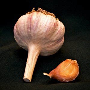 German Red Garlic Bulbs | Red Seed Garlic For Planting