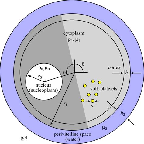 5: An idealized amphibian egg and its physical parameters. | Download Scientific Diagram