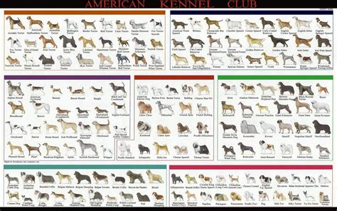 dog family tree diagram - Voluminous Weblogs Photography