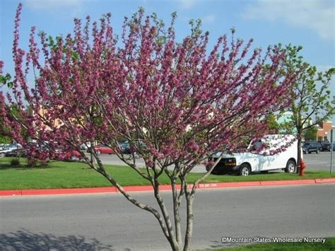 Ungnadia speciosa (Mexican Buckeye) - Mountain States Wholesale Nursery