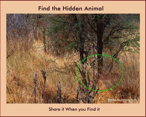 Hidden Animals Hidden Picture Puzzles With Answers - Firdausm Drus