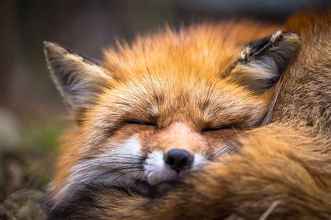 Sleeping Foxes Wallpapers - Wallpaper Cave