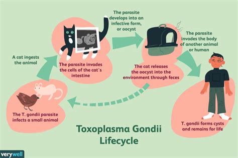 Toxoplasmosis: Overview and More