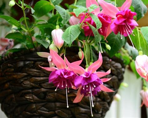 Autumn Hanging Baskets | Yates Gardening