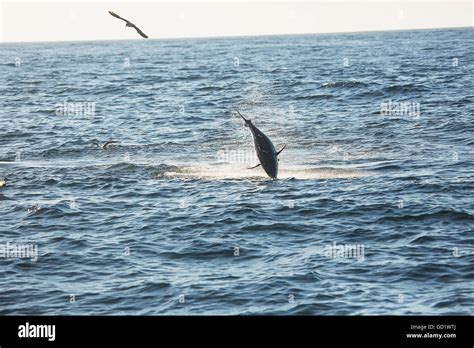 Fish jumping out of the water hi-res stock photography and images - Alamy