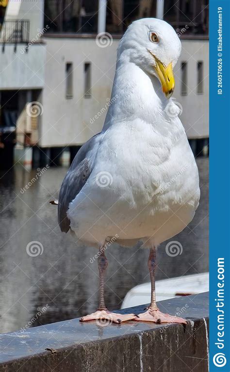 A Questioning Seagull Close-up Meme Stock Photo - Image of duck, seagull: 260570626