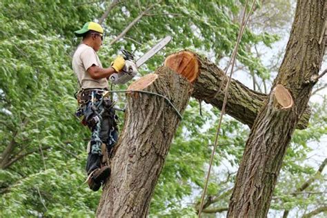 Penalty For Cutting Trees Without A Permit | Min. & Max. Fines