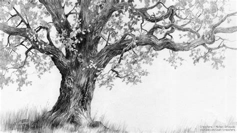 How to Draw an Oak Tree