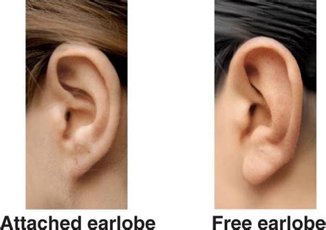 There are two types of Earlobes attached and free swinging they are inherited traits so they ...