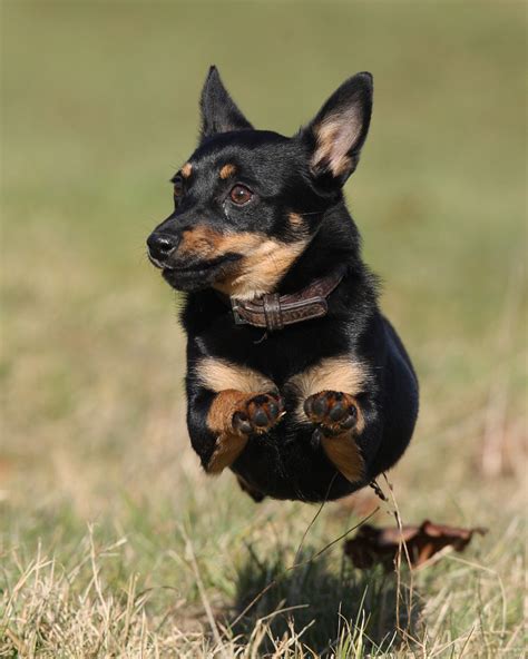 Lancashire Heeler - Temperament, Lifespan, Shedding, Puppy