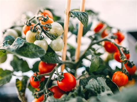 How to Grow Tomatoes Indoors (Yes, It's Possible!)