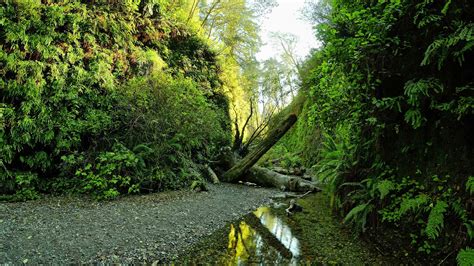 Fern Canyon Loop Trail (U.S. National Park Service)