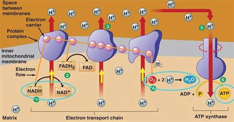 Electron Transport Chain (ETC): An Introduction