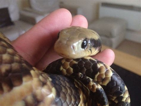 Meet Wilson, my two year old False Water Cobra. (Hydrodynastes gigas ...