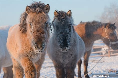 yakutian - Google Search | Horses, Native horse, Horse breeds