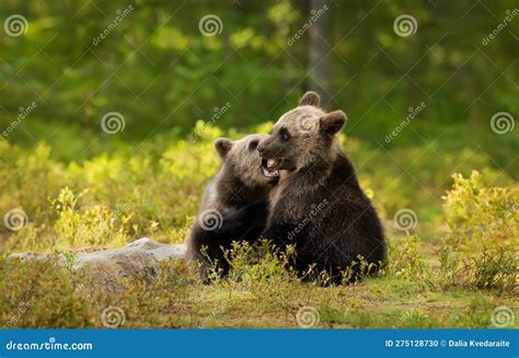 European Brown Bear Cubs Playing in the Forest Stock Photo - Image of portrait, grizzly: 275128730