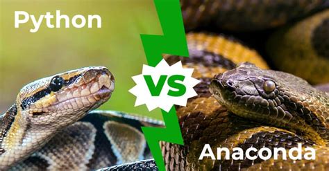 Python vs Anaconda: Who Would Win in a Fight? - IMP WORLD