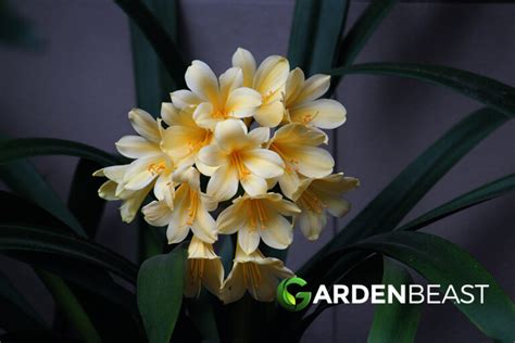 How to Grow & Care for Clivia Plants: Complete Guide