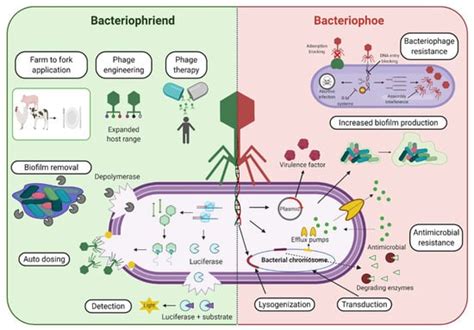 Pharmaceuticals | Free Full-Text | The Age of Phage: Friend or Foe in the New Dawn of ...