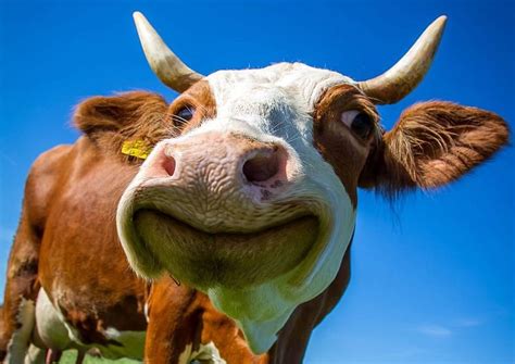 cow-funny-ruminant-cute - MAHB