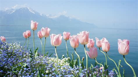 tulip, 4k, spring flowers, mountains HD Wallpaper