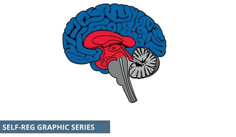 The Triune Brain - Self-Reg