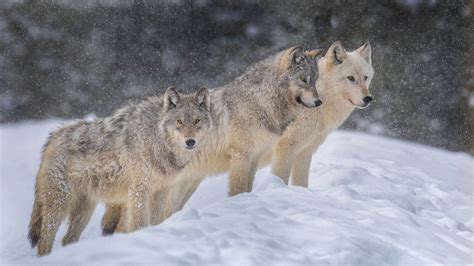 A parasite makes wolves more likely to become pack leaders - Digital News