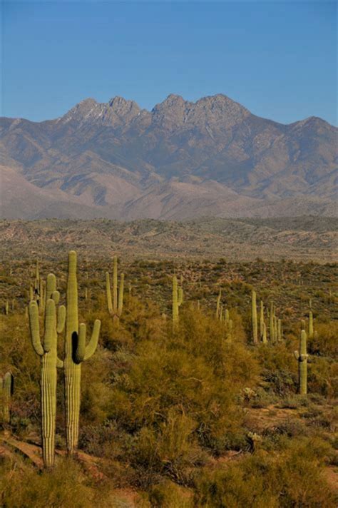 Outstanding 25+ Incredible Arizona Desert Landscaping Ideas https://decorathing.com/garden-ideas ...