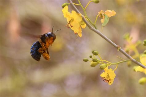 Photos: Amazing Insects of the North American Deserts | Live Science