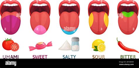 Tongue taste areas. Sweet, bitter and salty tastes. Umami and sour taste receptors diagram ...